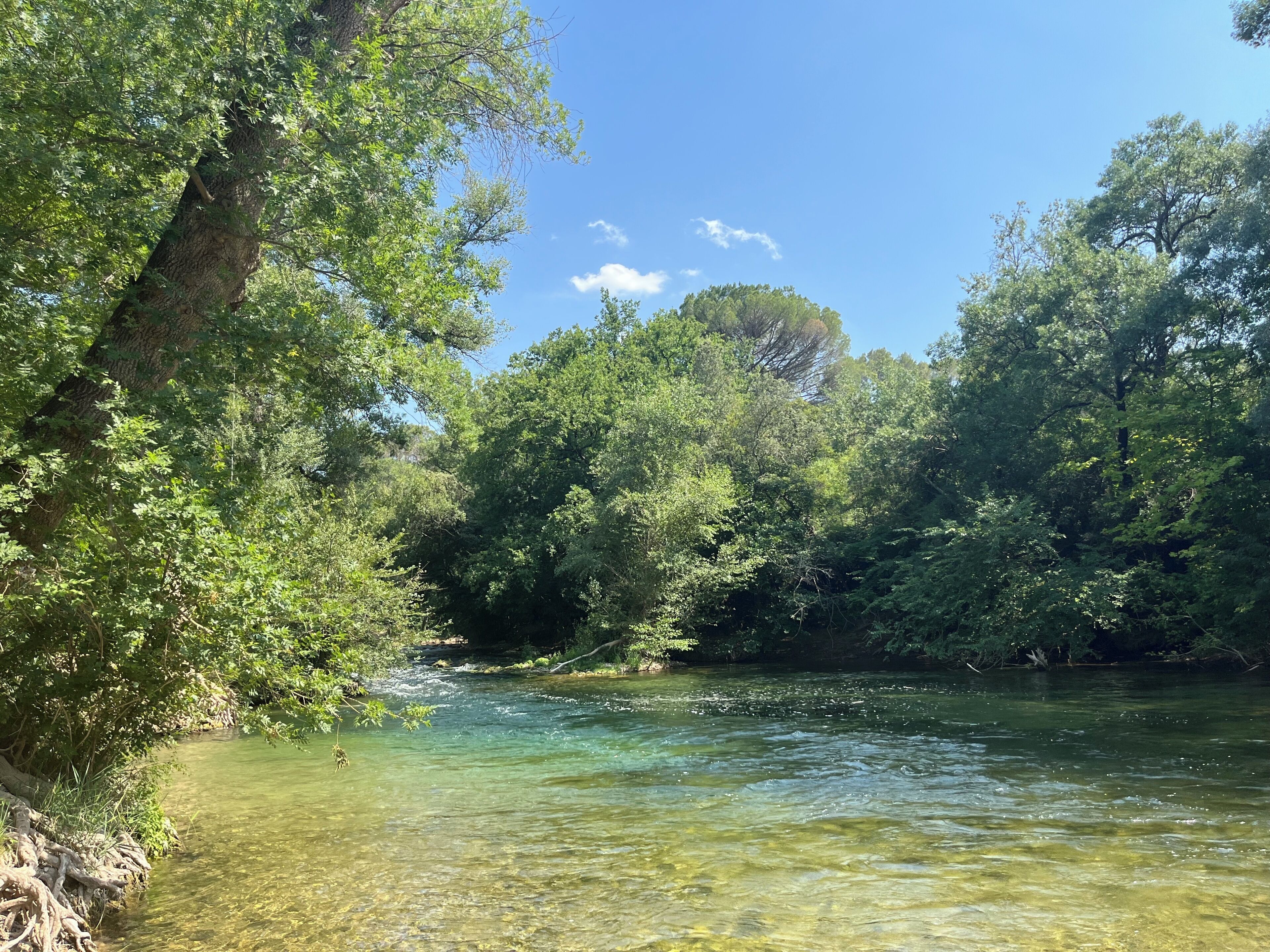A river surrounded by dense green foliage.