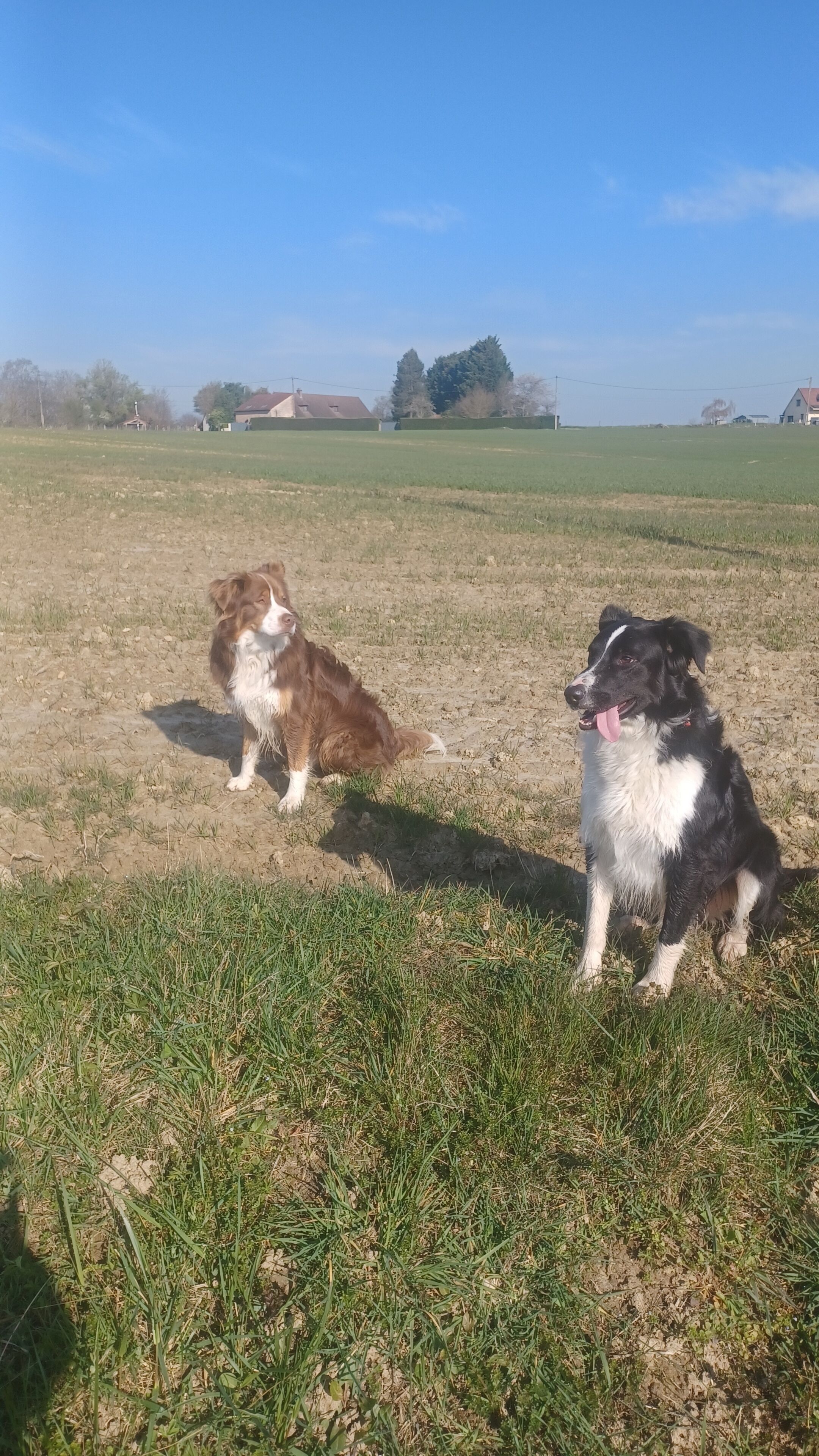 Due cani in un prato erboso con case e alberi sullo sfondo.