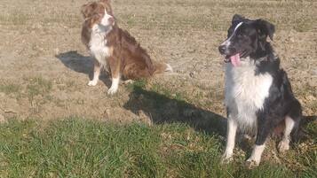 Due cani in un prato erboso con case e alberi sullo sfondo.