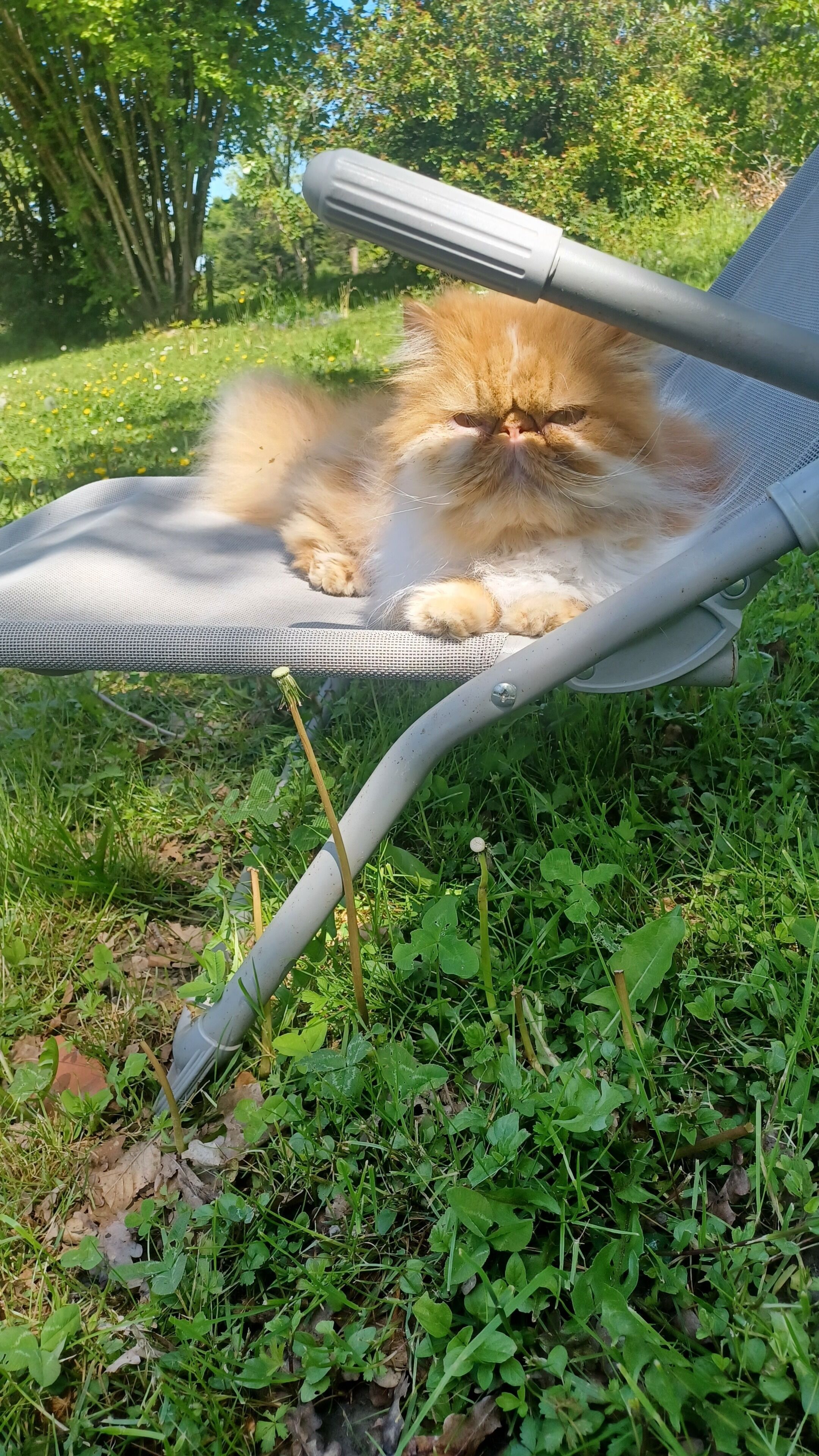 A chair with a furry cat lying on it, surrounded by greenery.