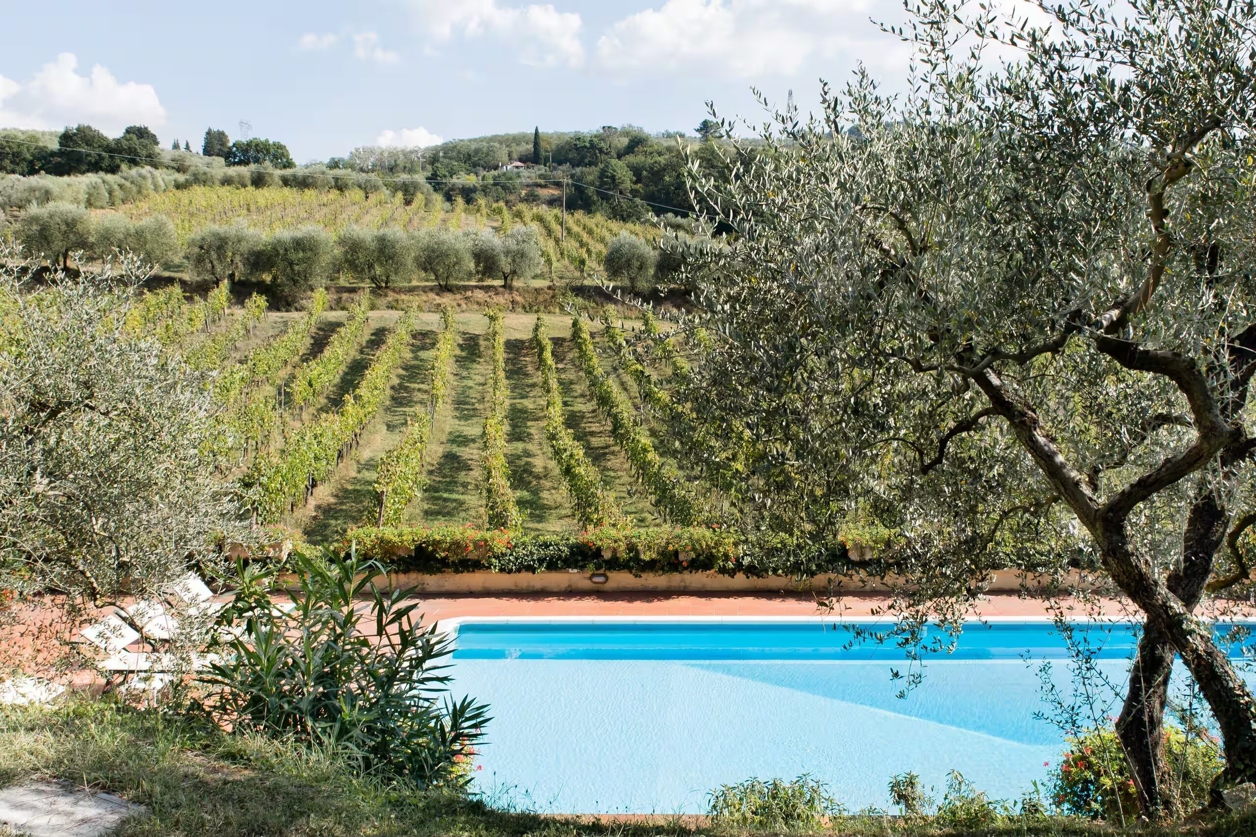 Una piscina circondata da uliveti e un albero.