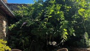 Un patio con dos sillas de mimbre, un muro de piedra y un árbol grande que da sombra.