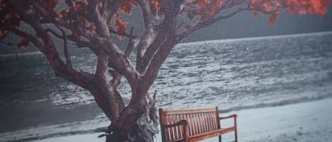 A bench under a tree by a body of water.