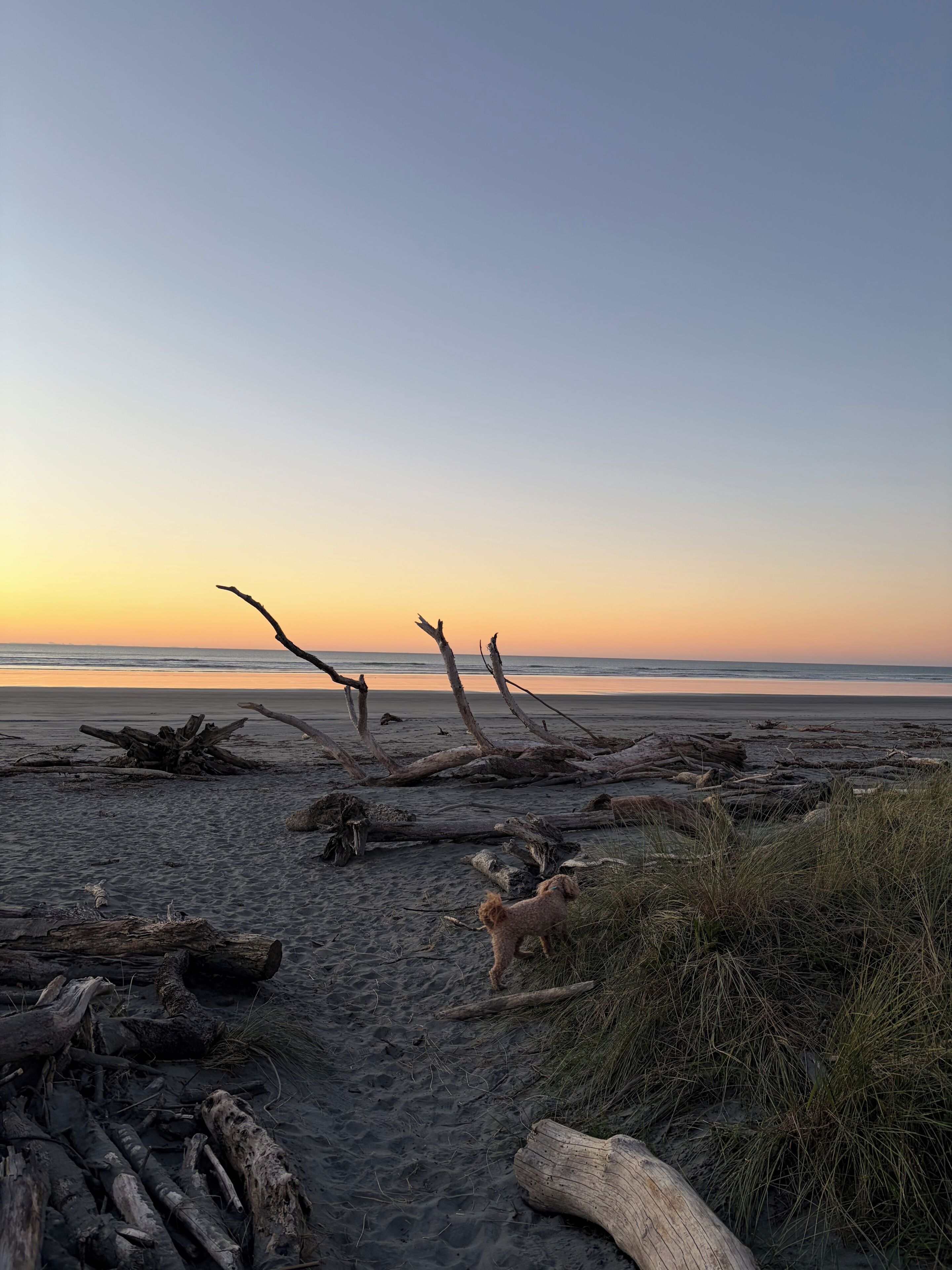 A beach with driftwood and a dog.