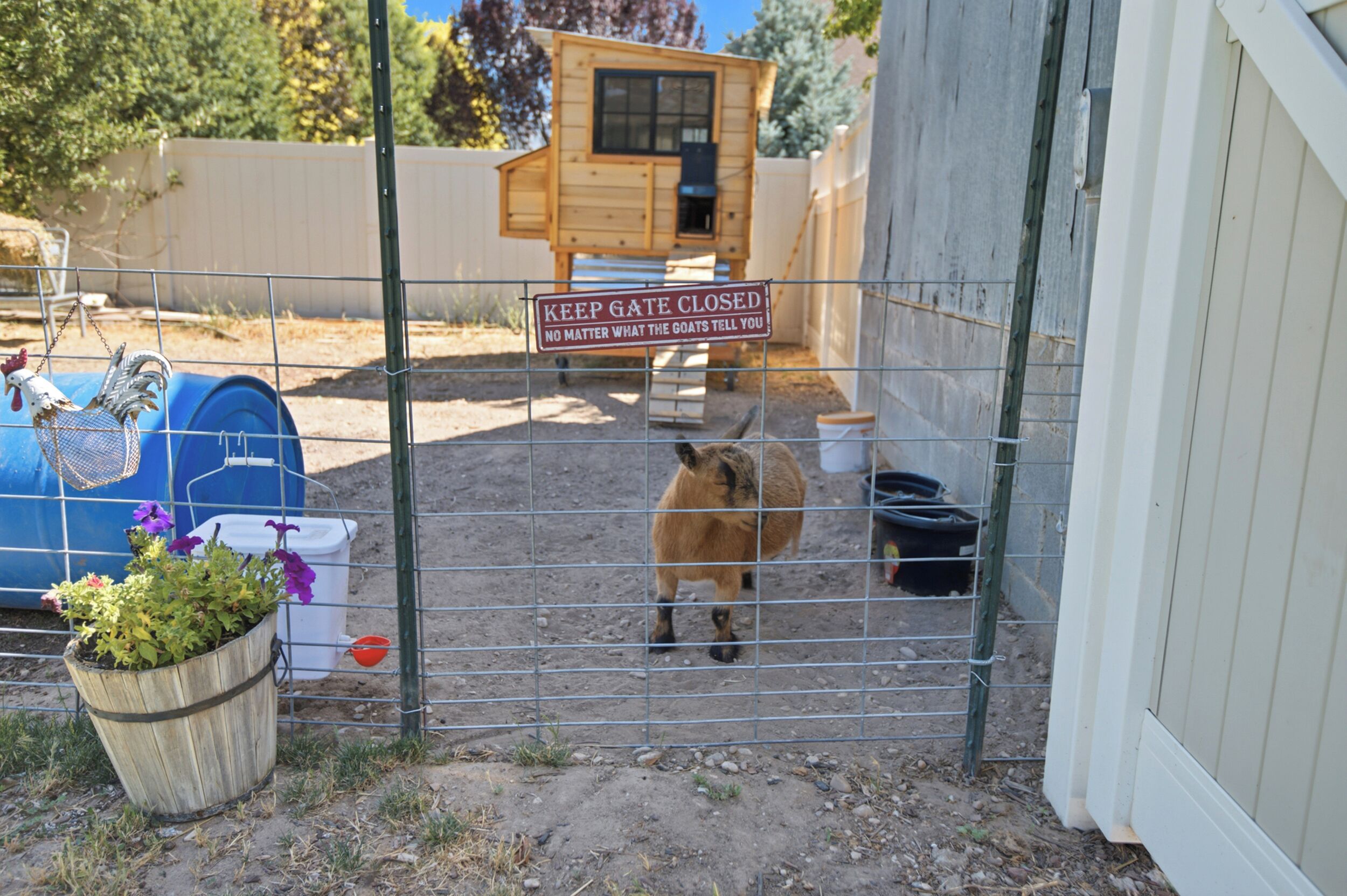 A goat in a fenced enclosure with a wooden structure in the background and a sign that reads 'KEEP GATE CLOSED NO MATTER WHAT THE GOATS TELL YOU.'