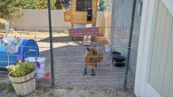 A goat in a fenced enclosure with a wooden structure in the background and a sign that reads 'KEEP GATE CLOSED NO MATTER WHAT THE GOATS TELL YOU.'