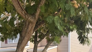 A residential building with a garage, a well-maintained lawn, and a tree.