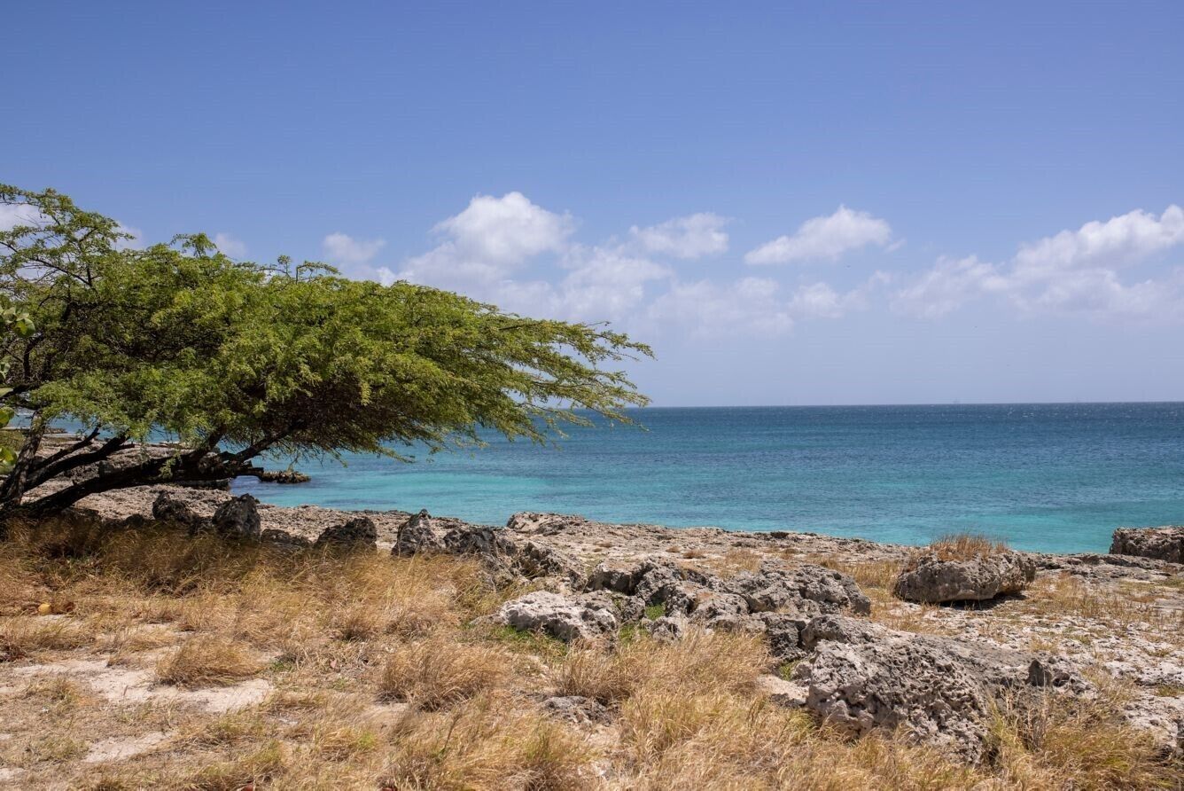 A coastal landscape with a rocky foreground, a tree, and a clear blue sea under a partly cloudy sky.