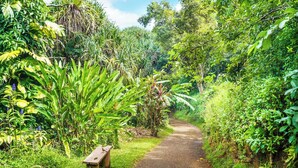 A narrow pathway surrounded by lush greenery and a bench. - Front row for Bali Hai and  BEST sunsets on Kauai  @ Pali Ke Kua (Princeville)
