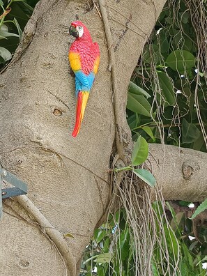 A parrot perched on a tree branch. - Charming 4-bedroom air conditioned bungalow with Pool in South Delhi (Delhi)