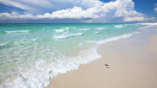 Een strand met helder turquoise water, een zandstrand en een vogel in het zand.
