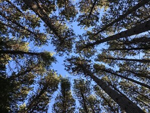 A view of tall trees with a clear blue sky. - Lakefront Loon Lodge (Presque Isle)