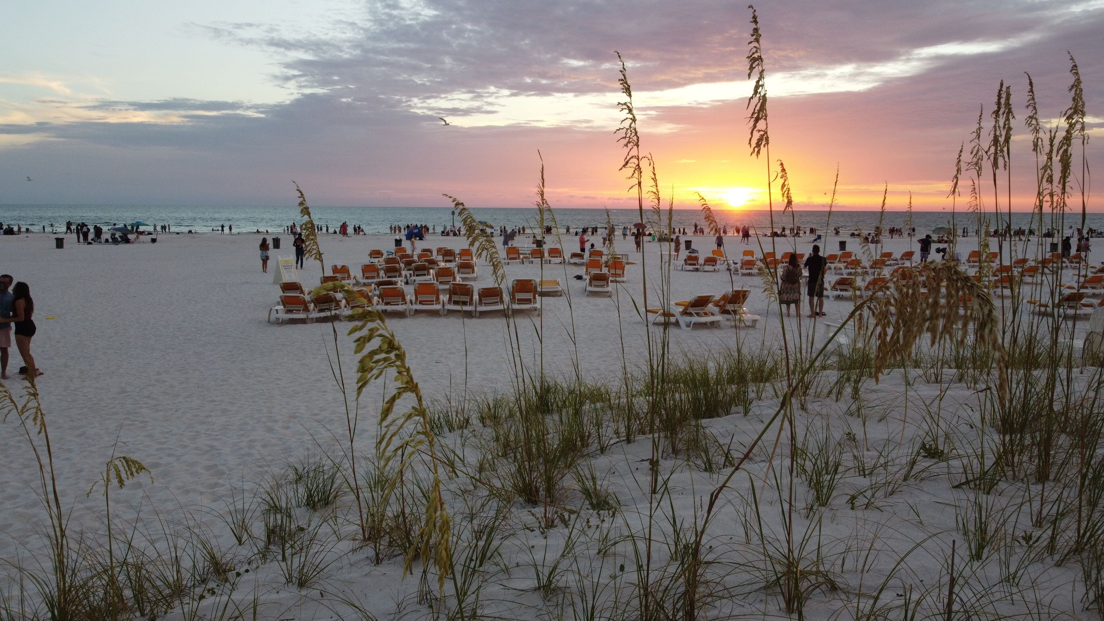 A beach with rows of sun loungers and tall grasses in the foreground.