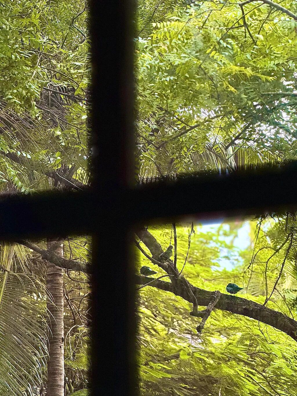 A window with a cross frame, through which dense green foliage and a tree branch are visible.
