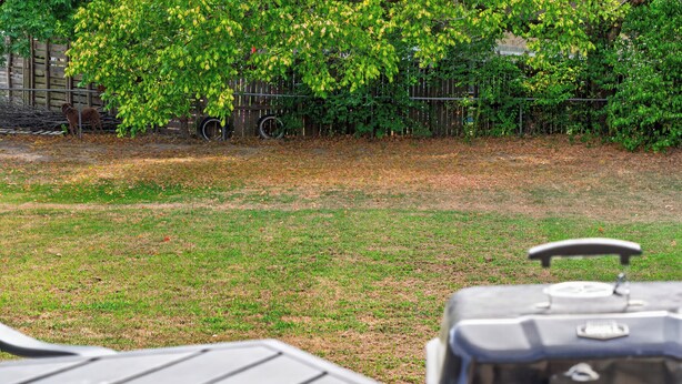 A grassy yard with a fence and trees. - Peaceful 3 bedroom home in Tyler (Tyler)