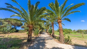 A pathway lined with palm trees, a clear blue sky, and a distant view of a body of water.