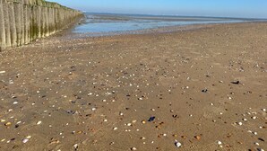 A beach with a wooden fence and scattered seashells. - Peacefully located beach house for families (Ellemeet)