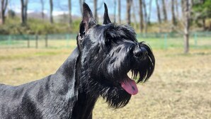 Un perro negro grande con pelaje brillante, de pie en un espacio al aire libre con árboles y una valla al fondo.