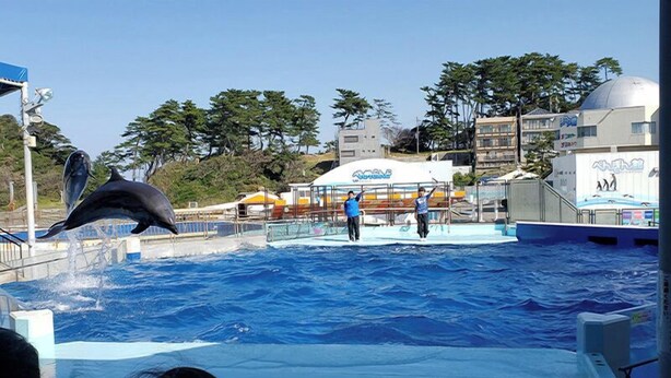 A dolphin performance at an outdoor pool with spectators. - Business Hotel Tsuruya (Sakai)
