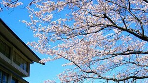 Un edifici de diversos pisos amb una filera de finestres a la planta baixa, envoltat d'arbres de cirerer en flor.