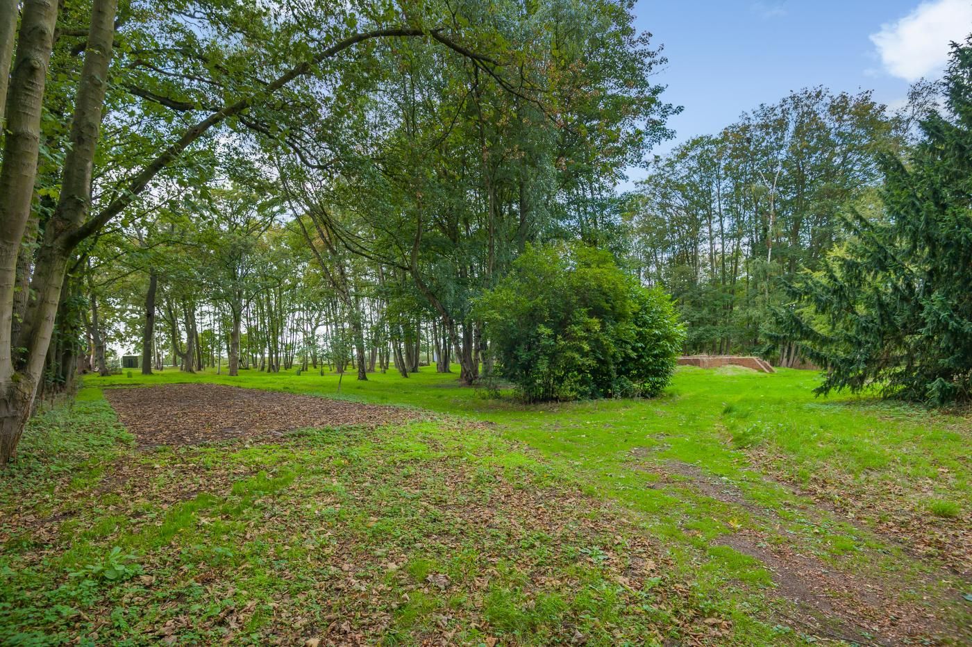 Une zone boisée avec un sentier de terre, un petit buisson et un champ d’herbe.