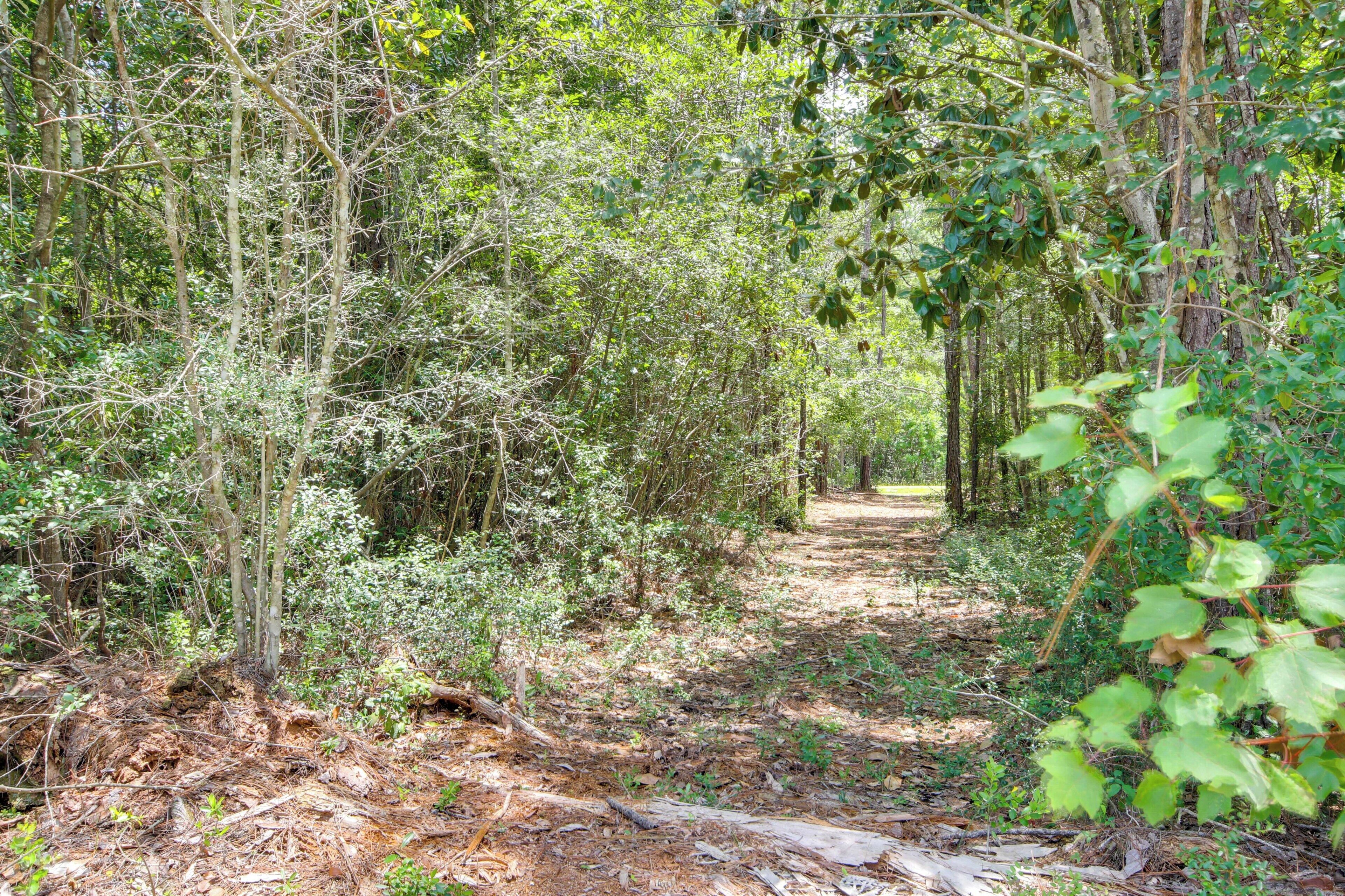 A forested path with dense vegetation and trees.