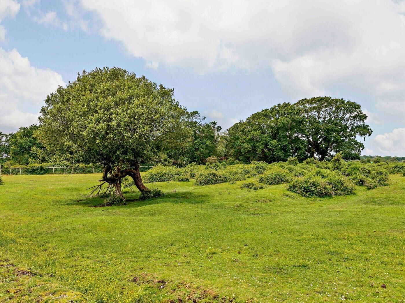 A tree in a grassy field with a clear sky.