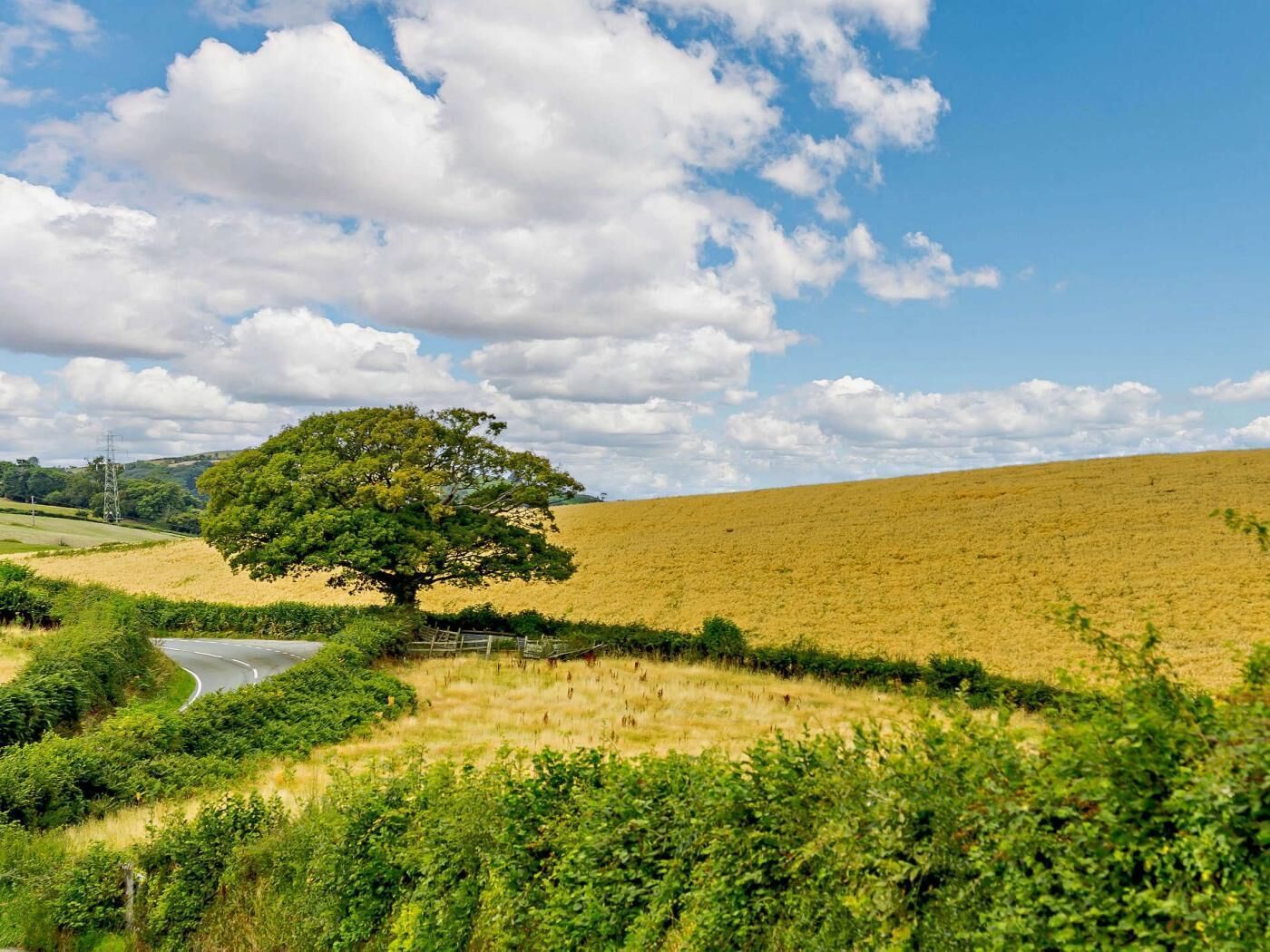 A rural landscape with a prominent tree, a winding road, and a hill in the background.