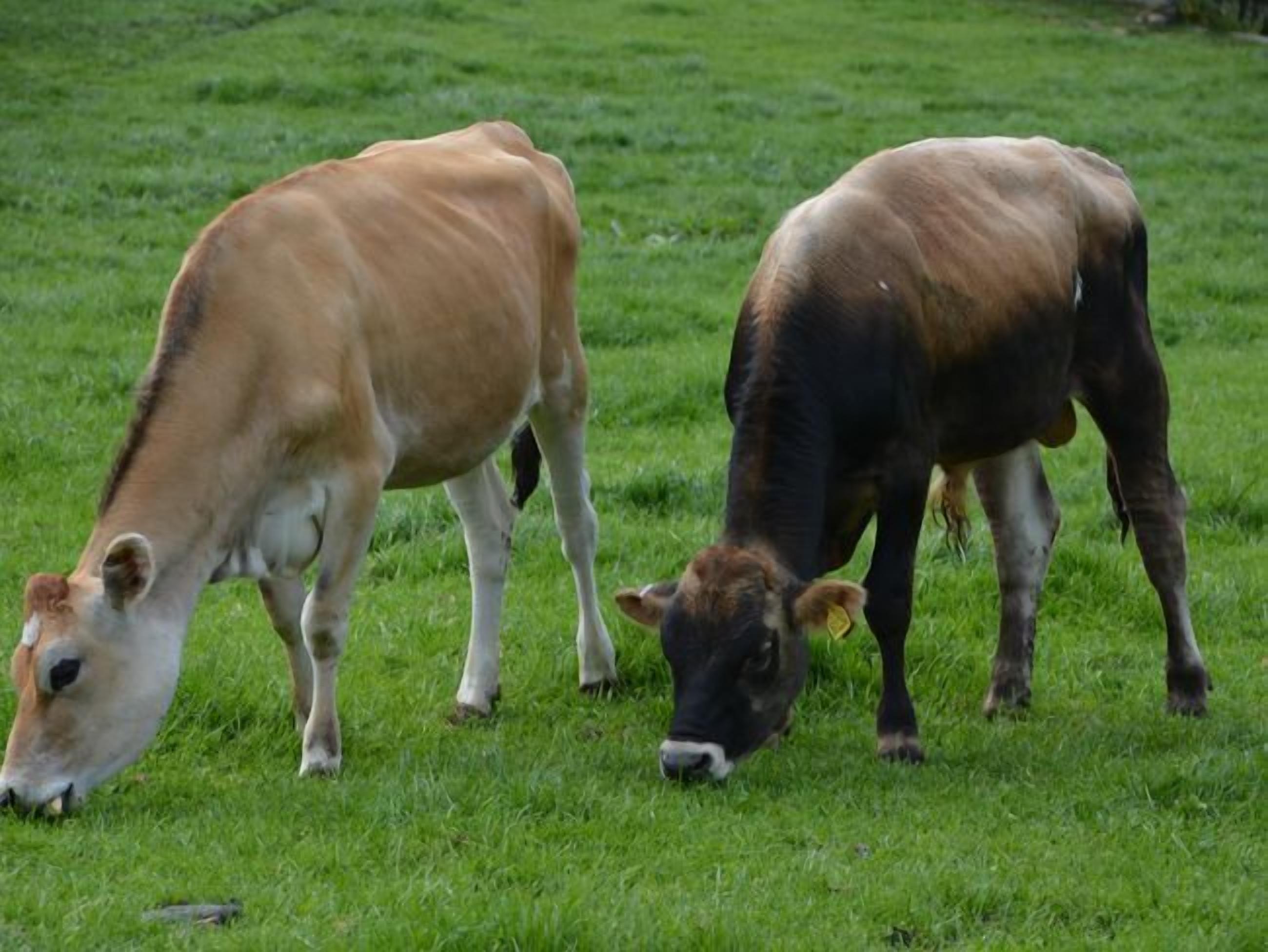 Zwei Kühe weiden auf einer Wiese.