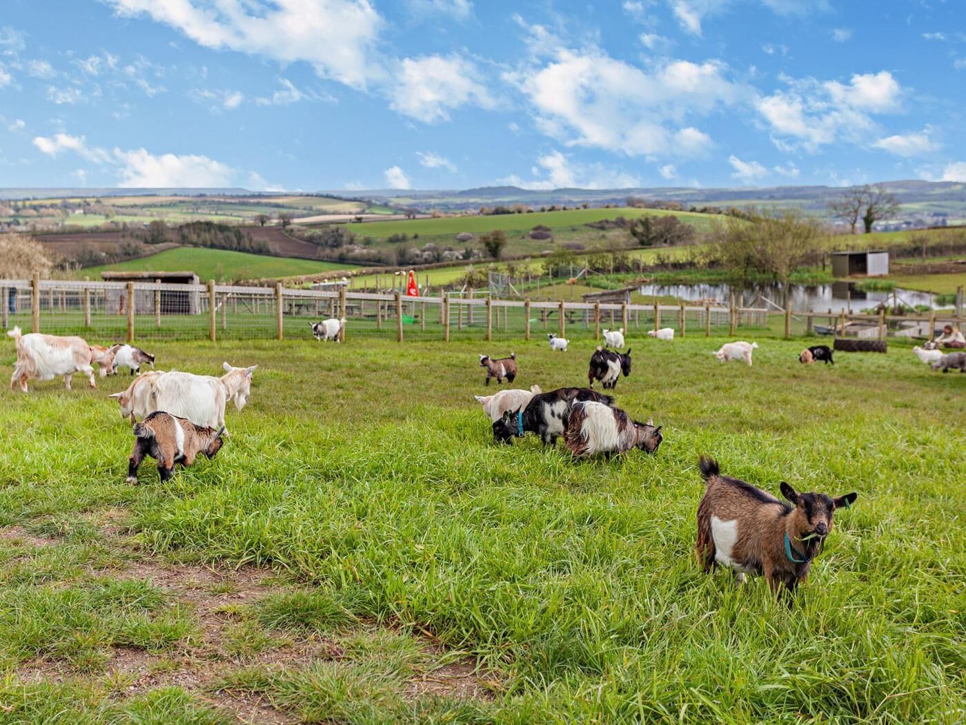 A rural landscape with a fenced field of grazing animals.