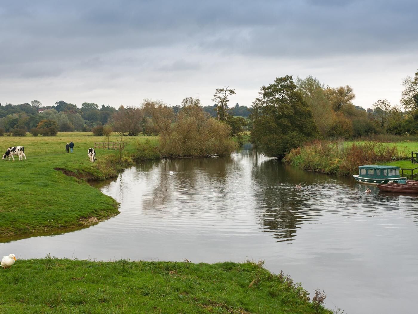 A river with cows grazing, a boat docked on the right, and a grassy bank.