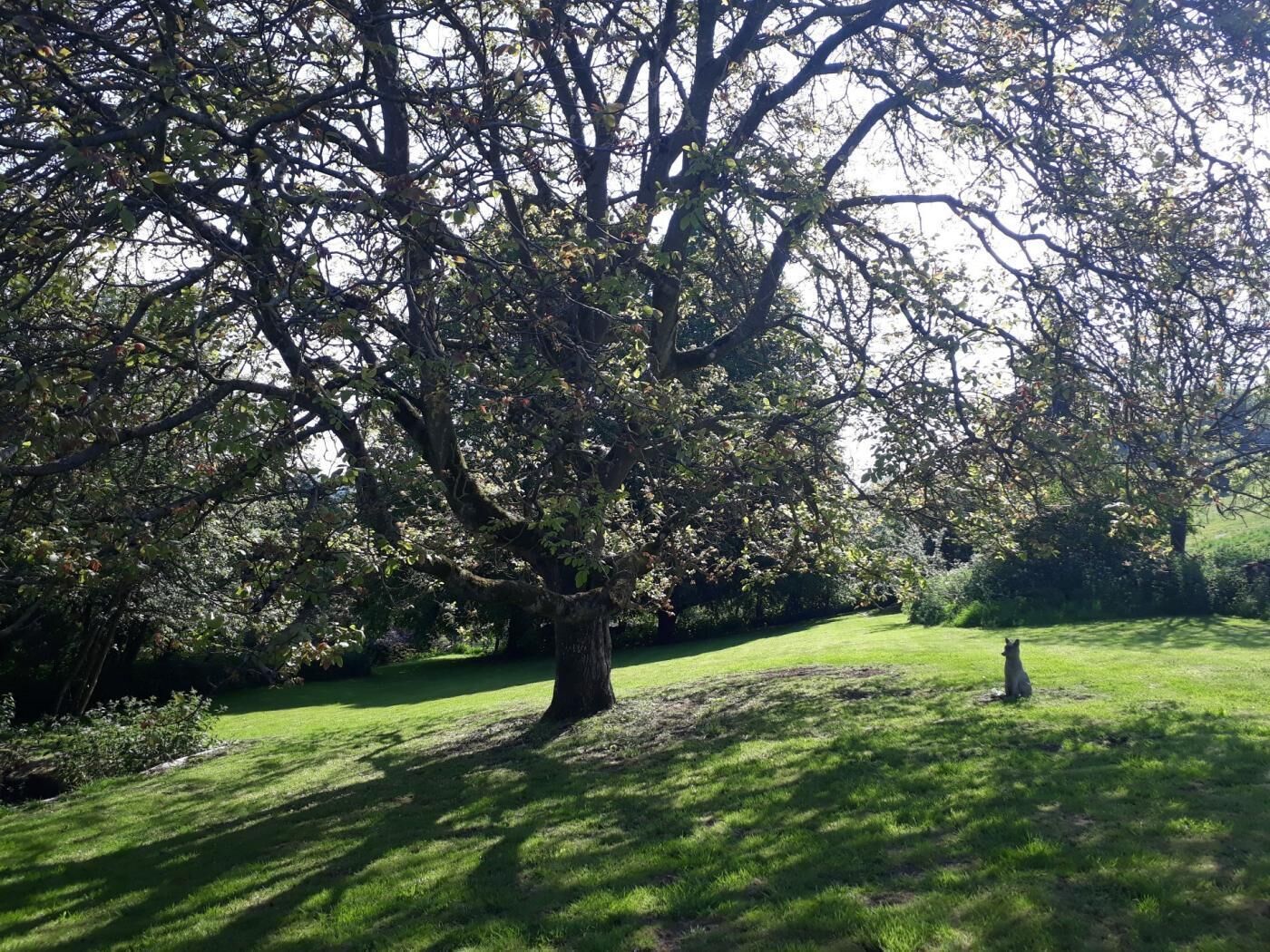 Un grand arbre se dresse dans une zone herbeuse, avec une statue en arrière-plan.