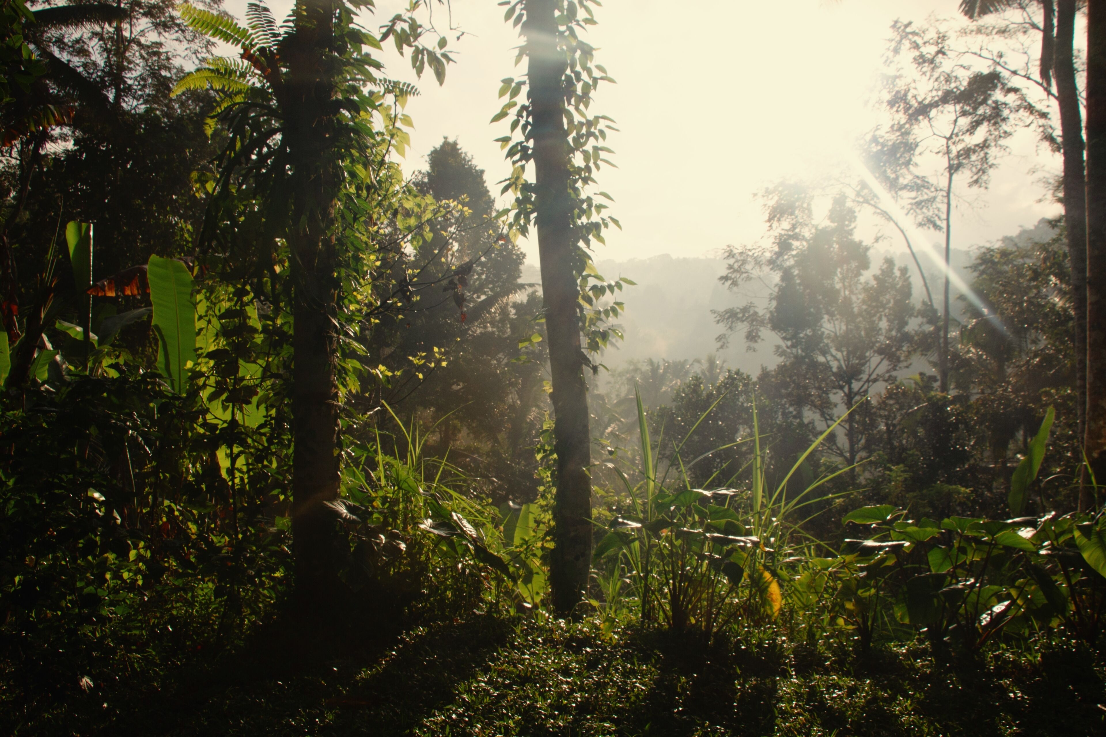 Un bosque tupido con rayos de sol filtrándose entre los árboles.
