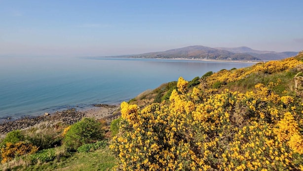 Eine Küstenlandschaft mit freiem Blick auf das Meer, einer fernen Küstenlinie und einem Hügel mit gelben Blumen.