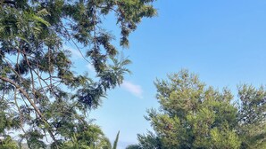 Een weelderig groen park met bomen en gras.