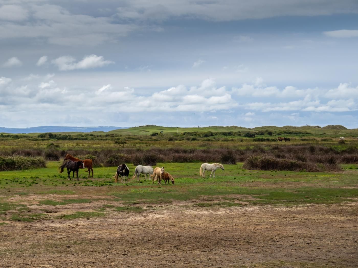 Um grupo de cavalos pastando em um campo gramado com colinas ondulantes ao fundo.