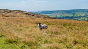 A single sheep in a grassy field with rolling hills in the background.