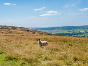 A single sheep in a grassy field with rolling hills in the background.