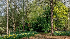 Een bebost gebied met bomen en gele bloemen.