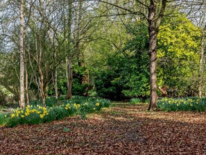 Ein bewaldetes Gebiet mit Bäumen und gelben Blumen.