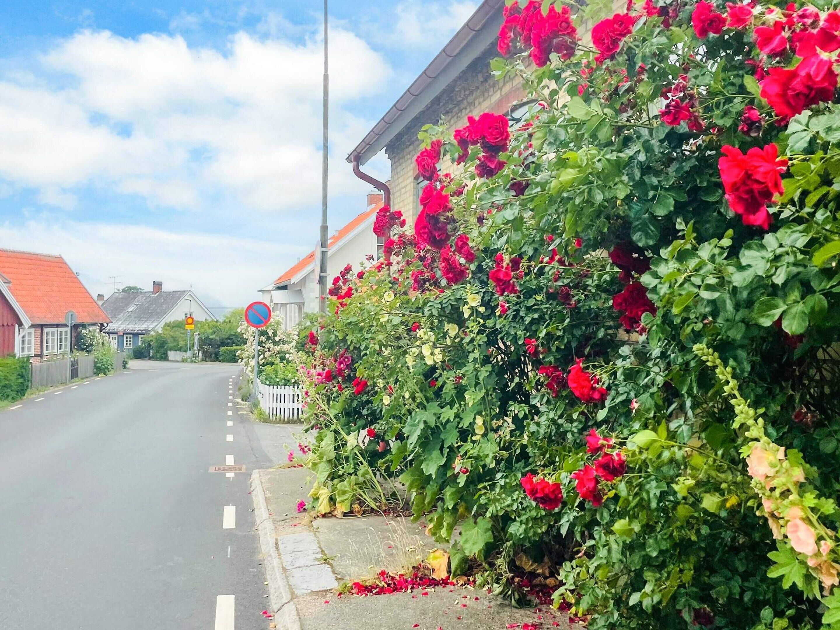 A road with a white picket fence, a no parking sign, and a building with red flowers.