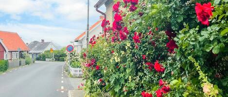 A road with a white picket fence, a no parking sign, and a building with red flowers.