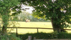 A fenced pasture with two horses, a wooden gate, and a tree providing shade. - 1 Bed in Llandysul (oc-85415) (Rhydowen)