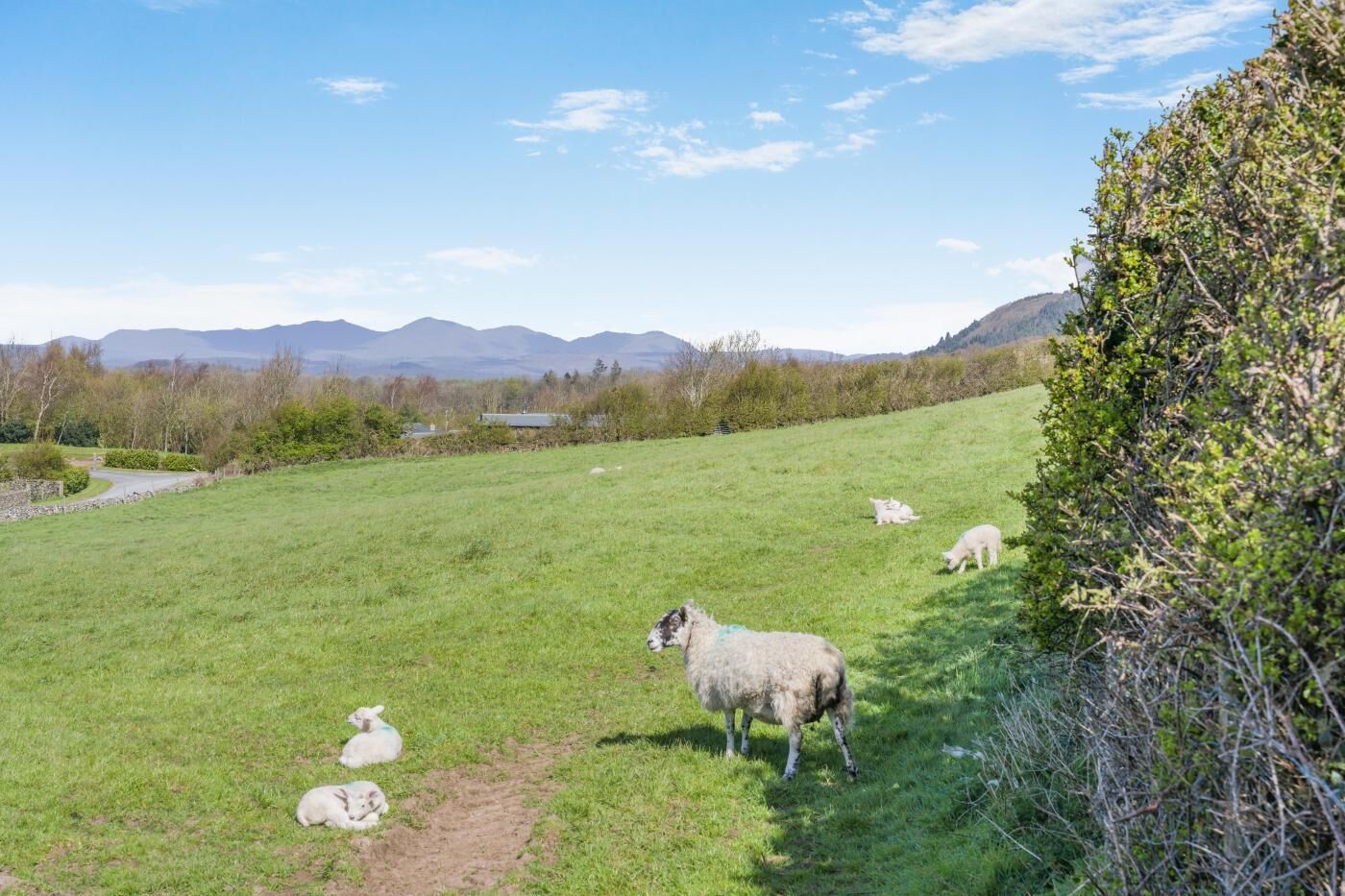 Un campo con ovejas, un sendero de tierra y montañas a lo lejos.