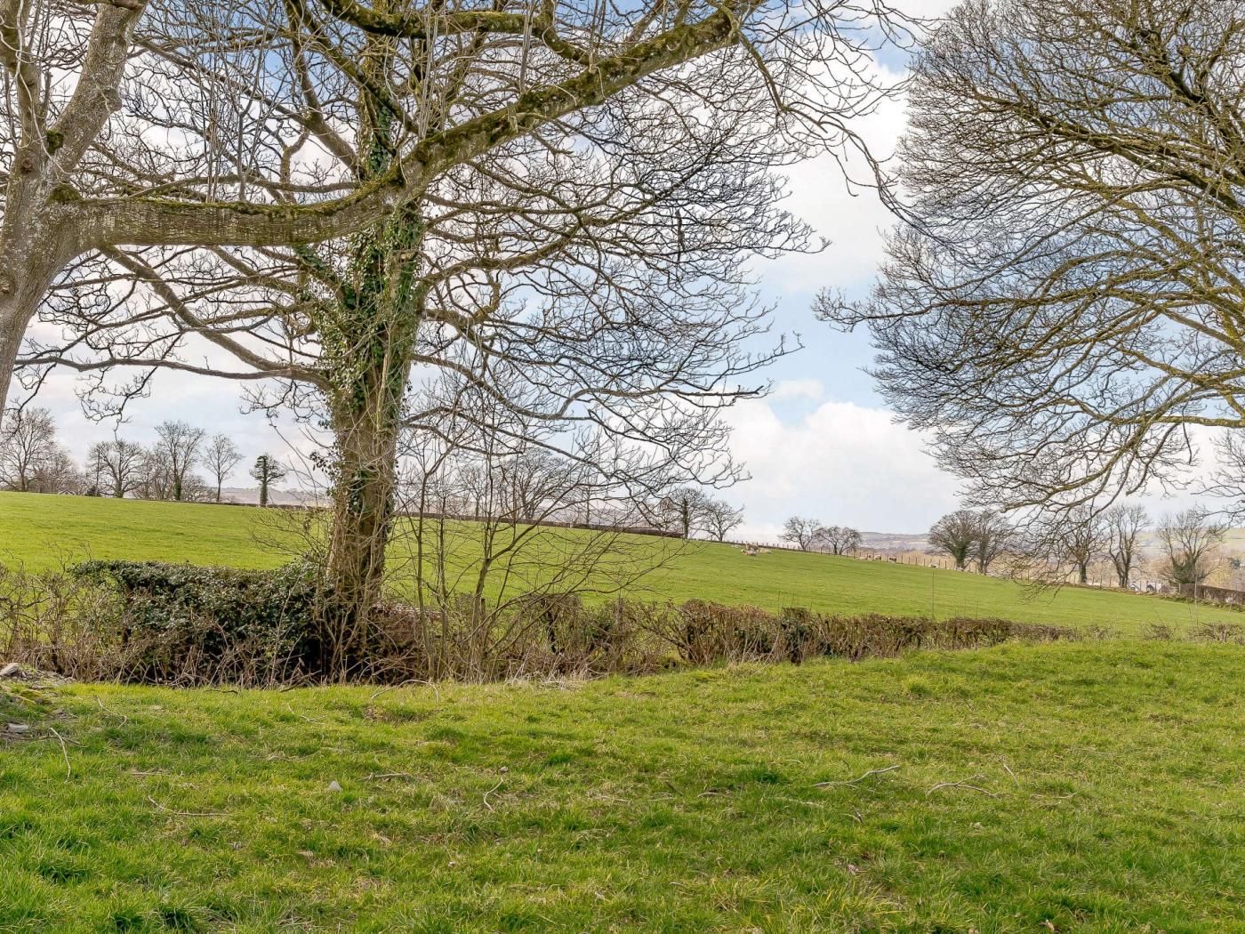 A rural landscape with a prominent tree in the foreground, a grassy field, and a fence in the background.