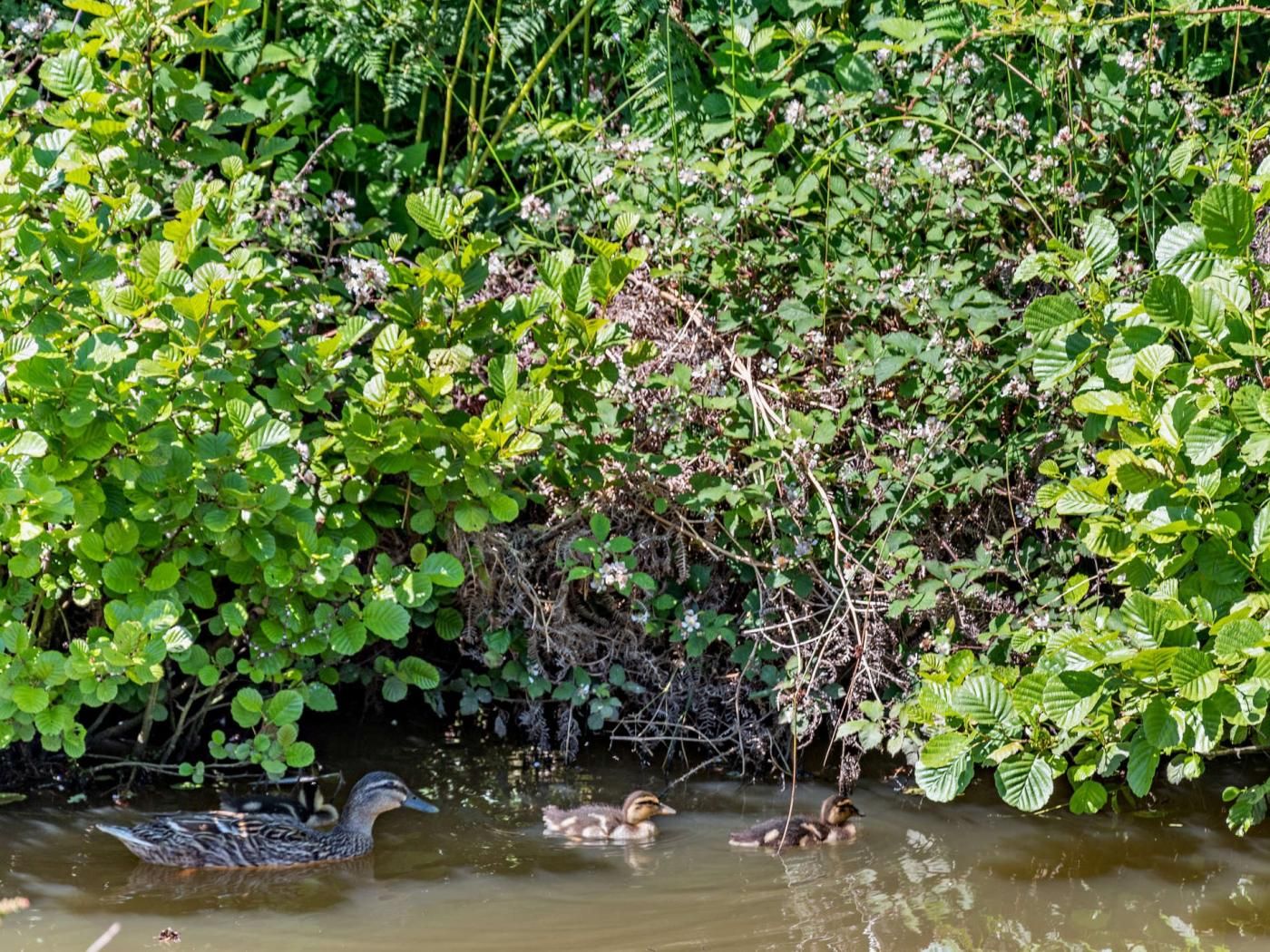 A natural setting with water, greenery, and ducks.