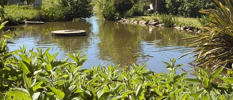 A tranquil pond with surrounding greenery and a wooden structure.