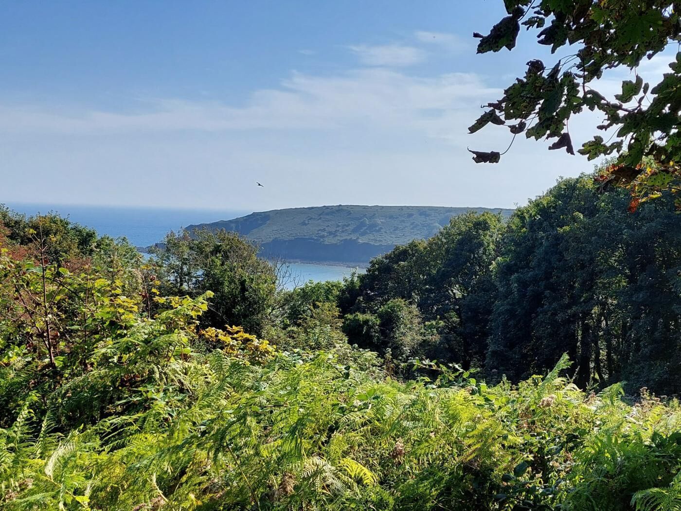 Eine natürliche Landschaft mit dichtem Grün und weiter Aussicht auf das Meer.