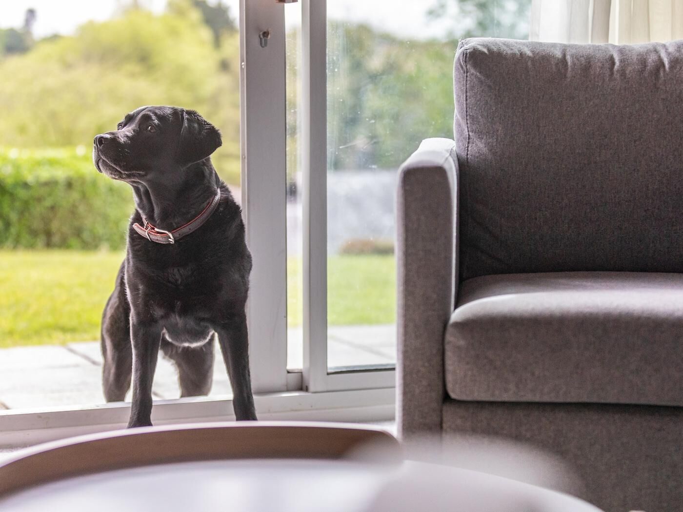 A black dog sitting by a sliding glass door, a grey sofa, and a view of a green garden.