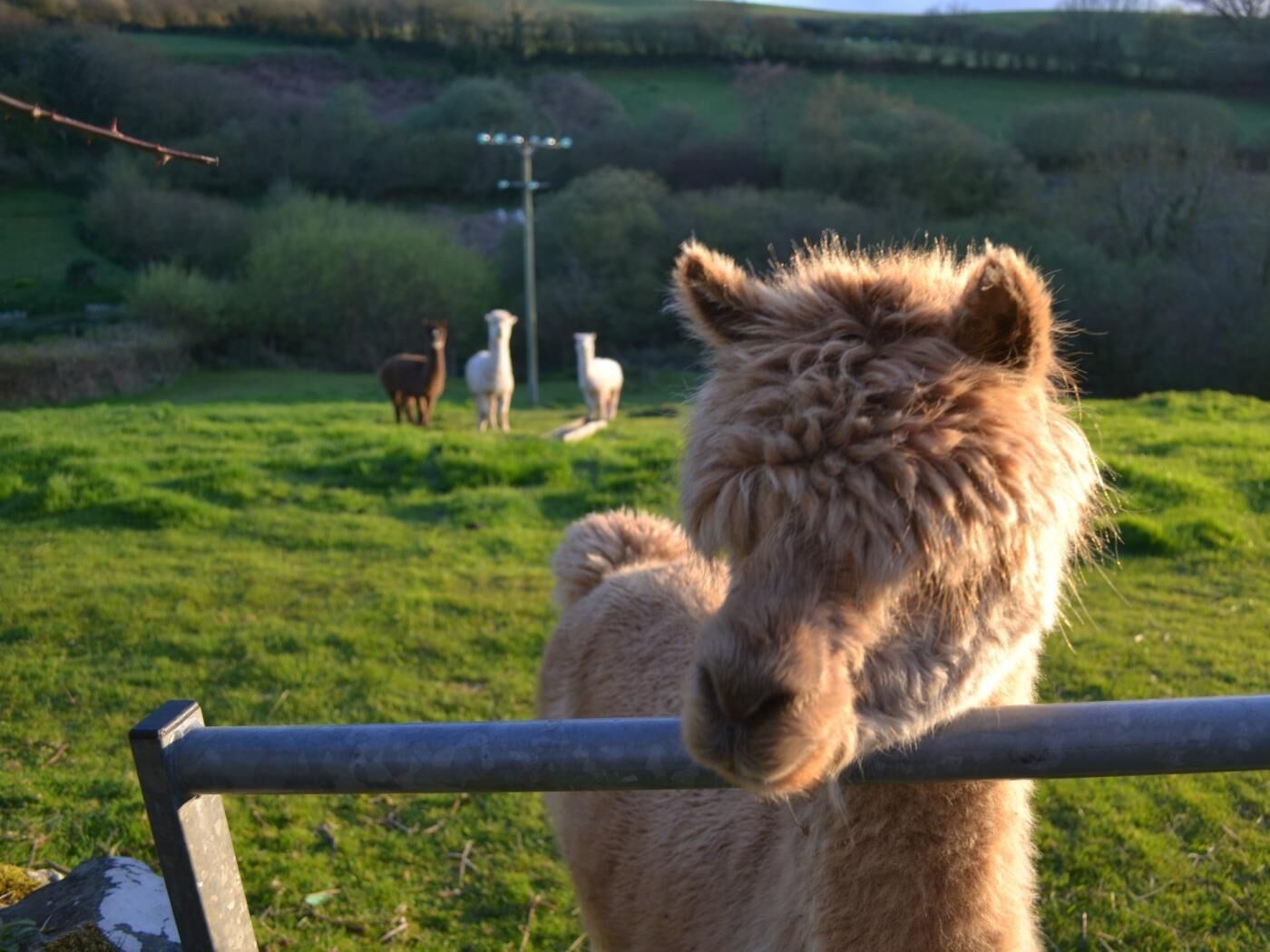 Un lama se tient derrière une clôture métallique dans un champ herbeux, avec d’autres lamas en arrière-plan.